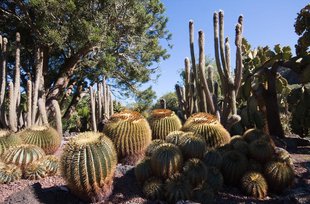 Jardín Botánico Viera y Clavijo