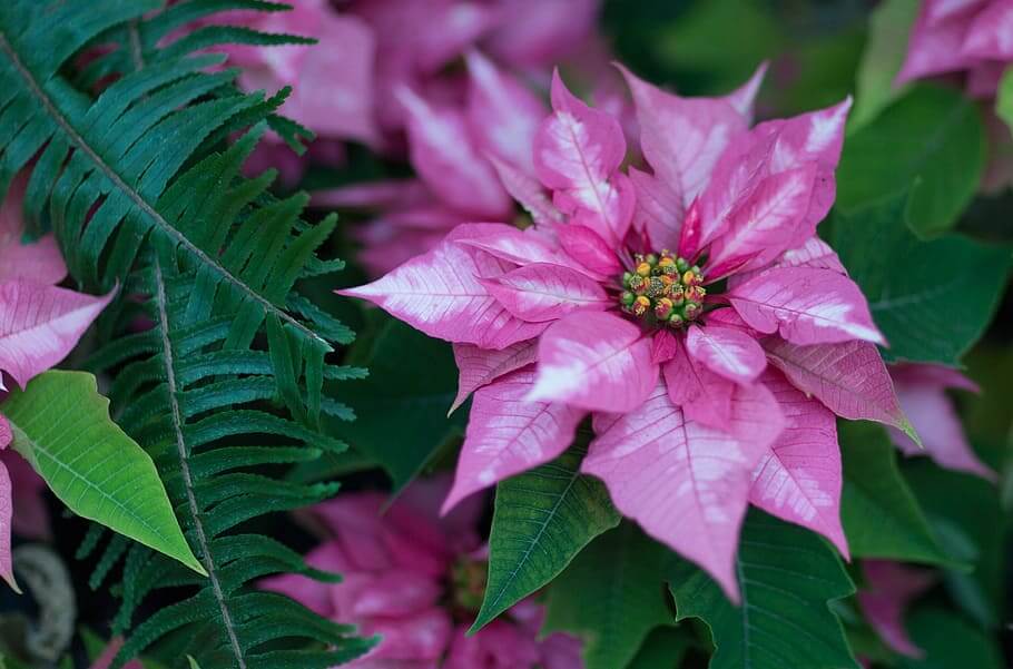 plantas anuales
