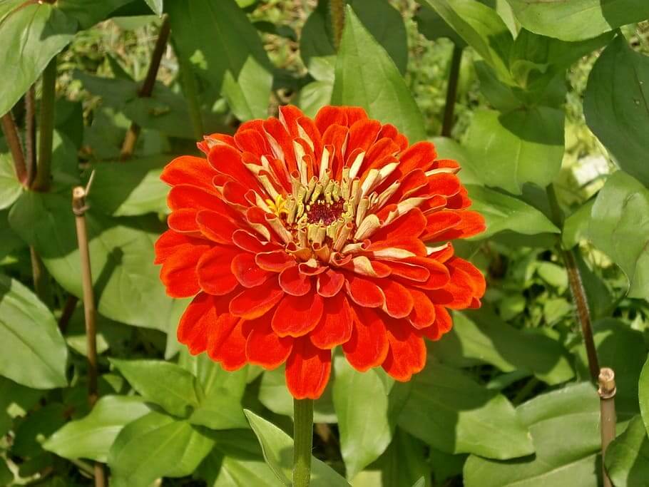 plantas anuales