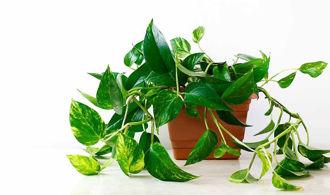 plantas para un jardín de macetas