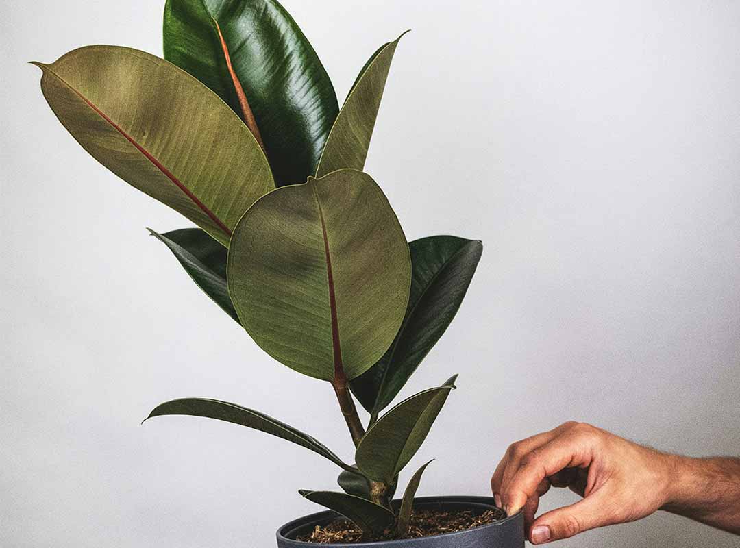 plantas para un jardín de macetas
