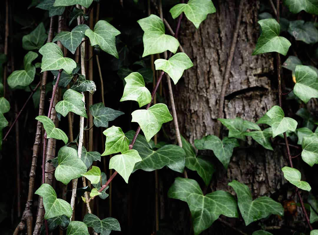 plantas para un jardín de macetas