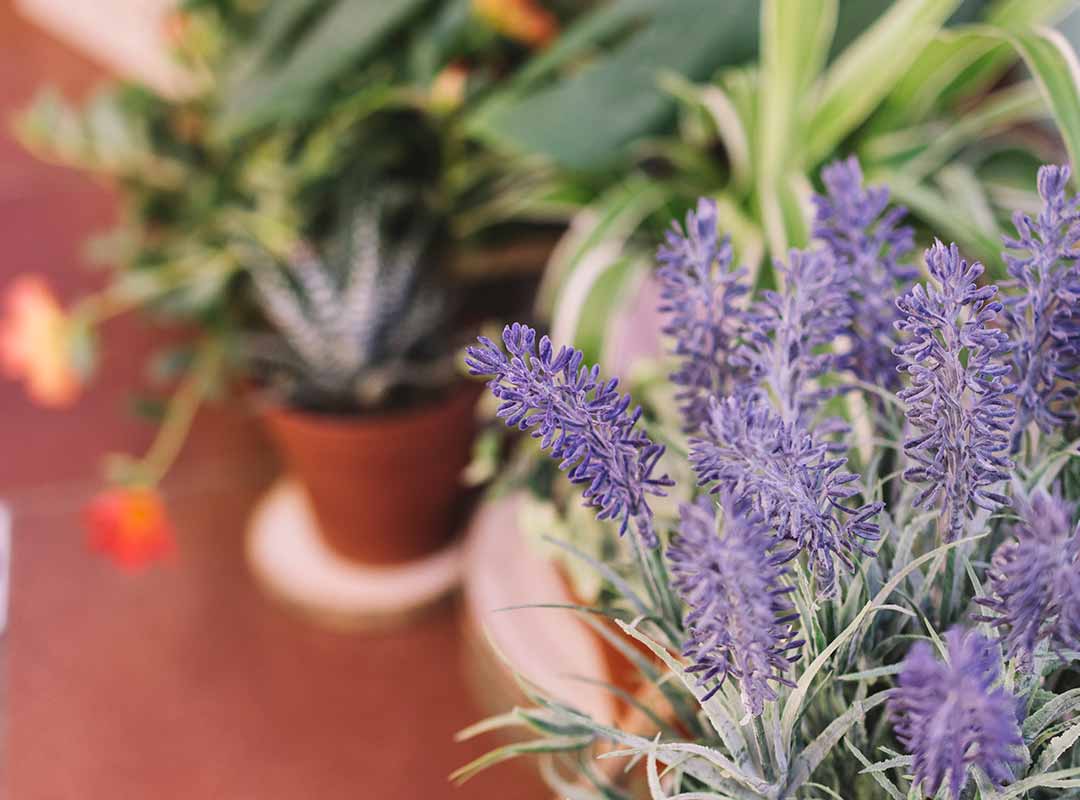 plantas para un jardín de macetas