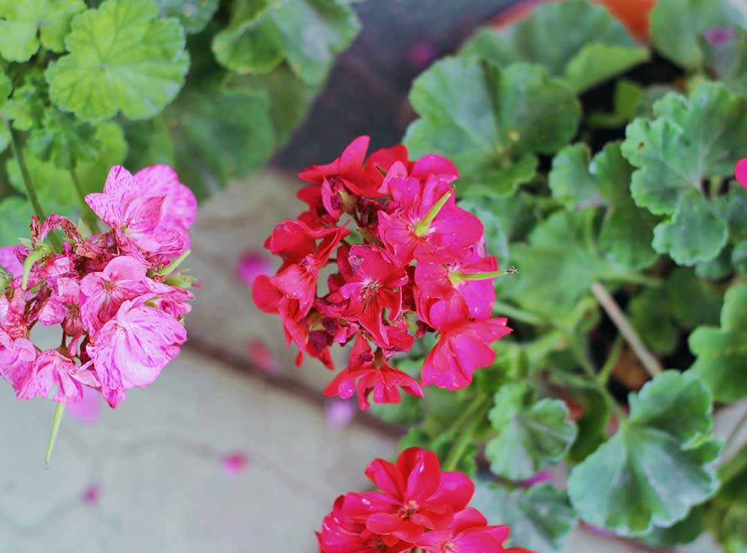 plantas para un jardín de macetas