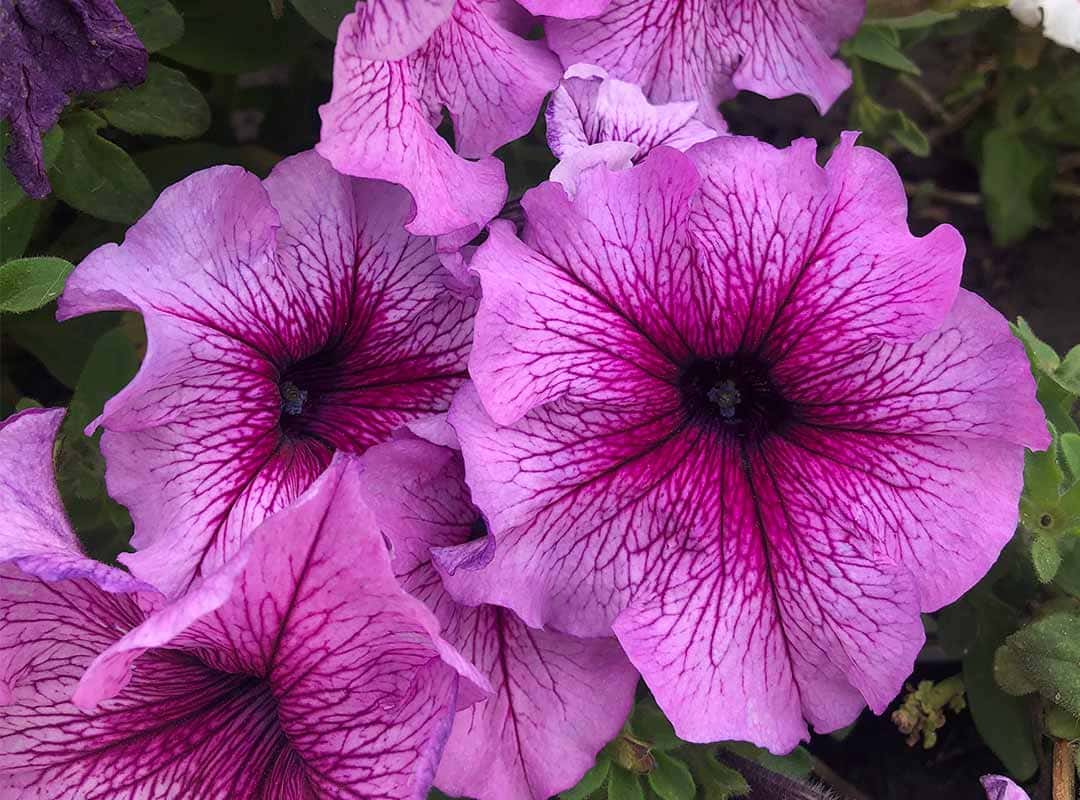 plantas para un jardín de macetas