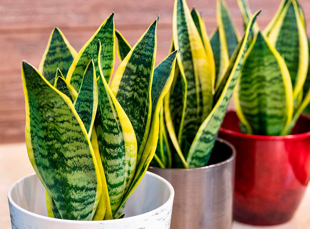 plantas para un jardín de macetas