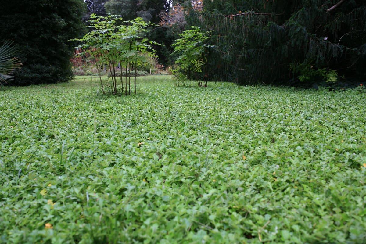 Jardín de plantas de Montpellier