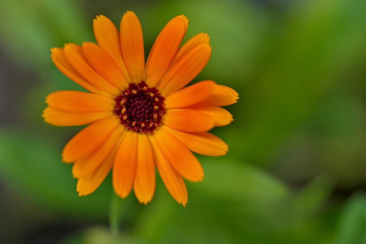 jardines en enero