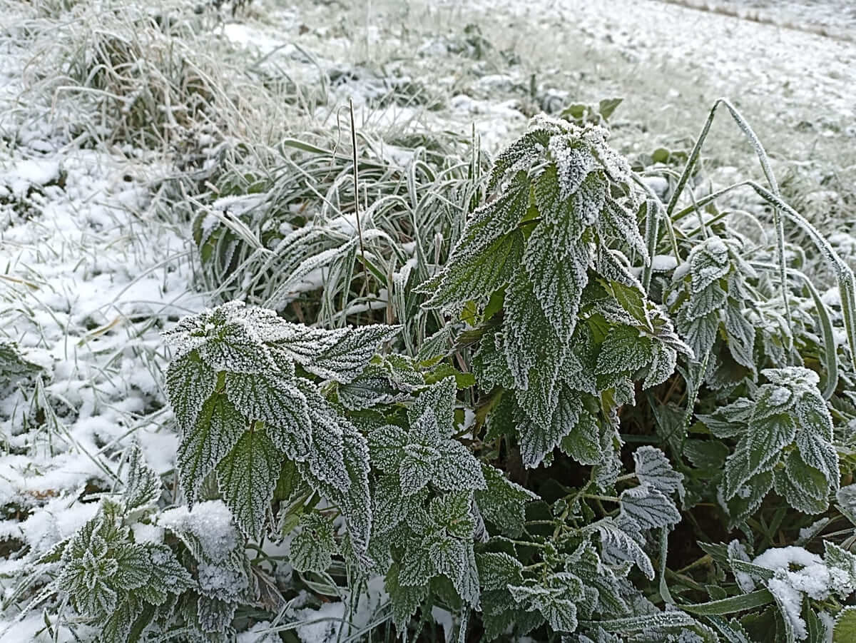 jardines en enero