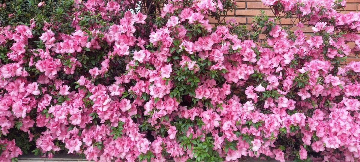 jardín en la primavera