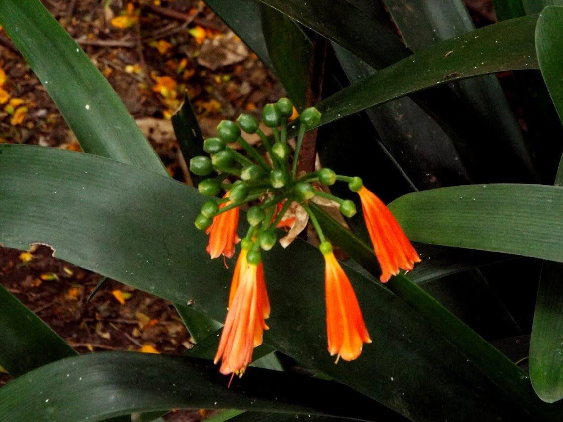 jardín en la primavera