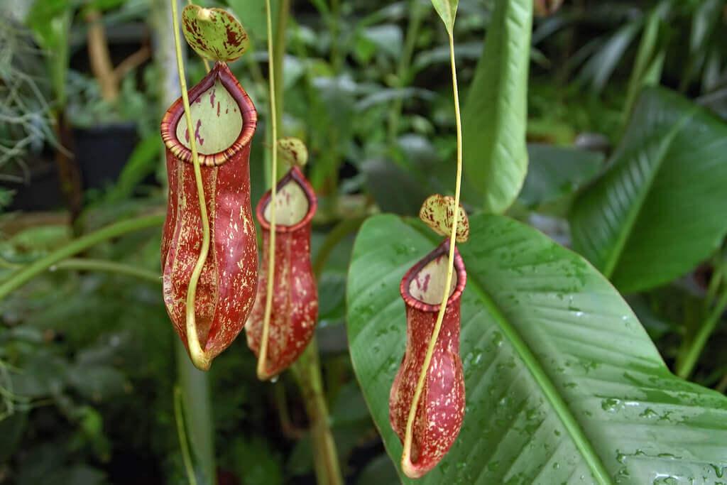 flora nativa en España
