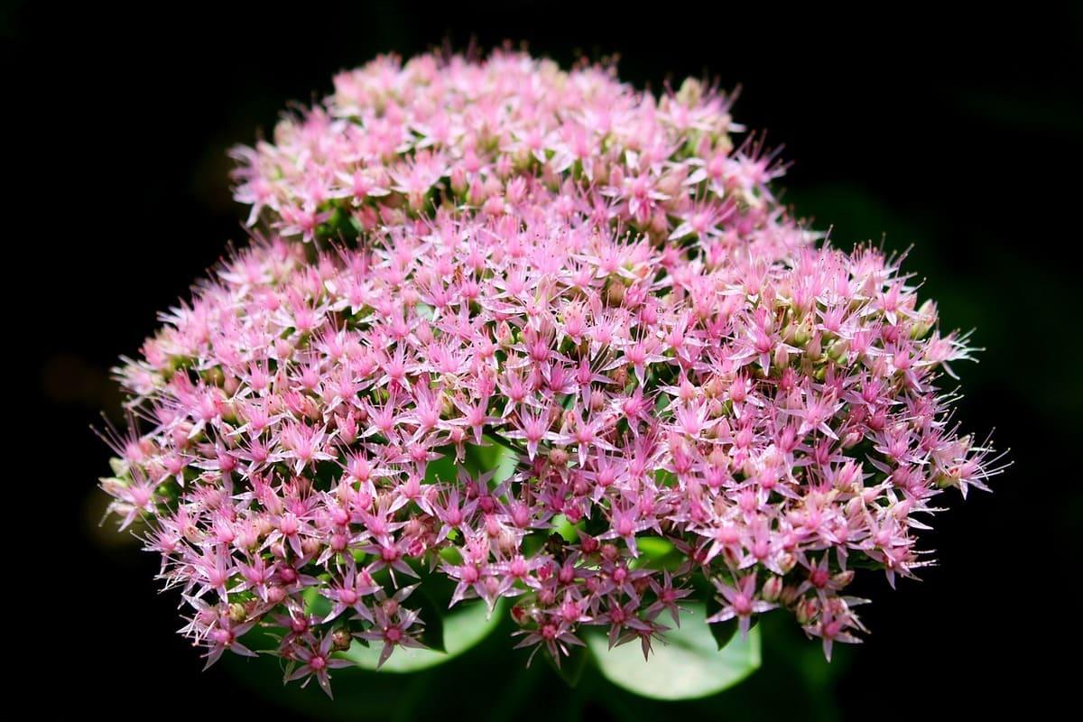 jardín en otoño