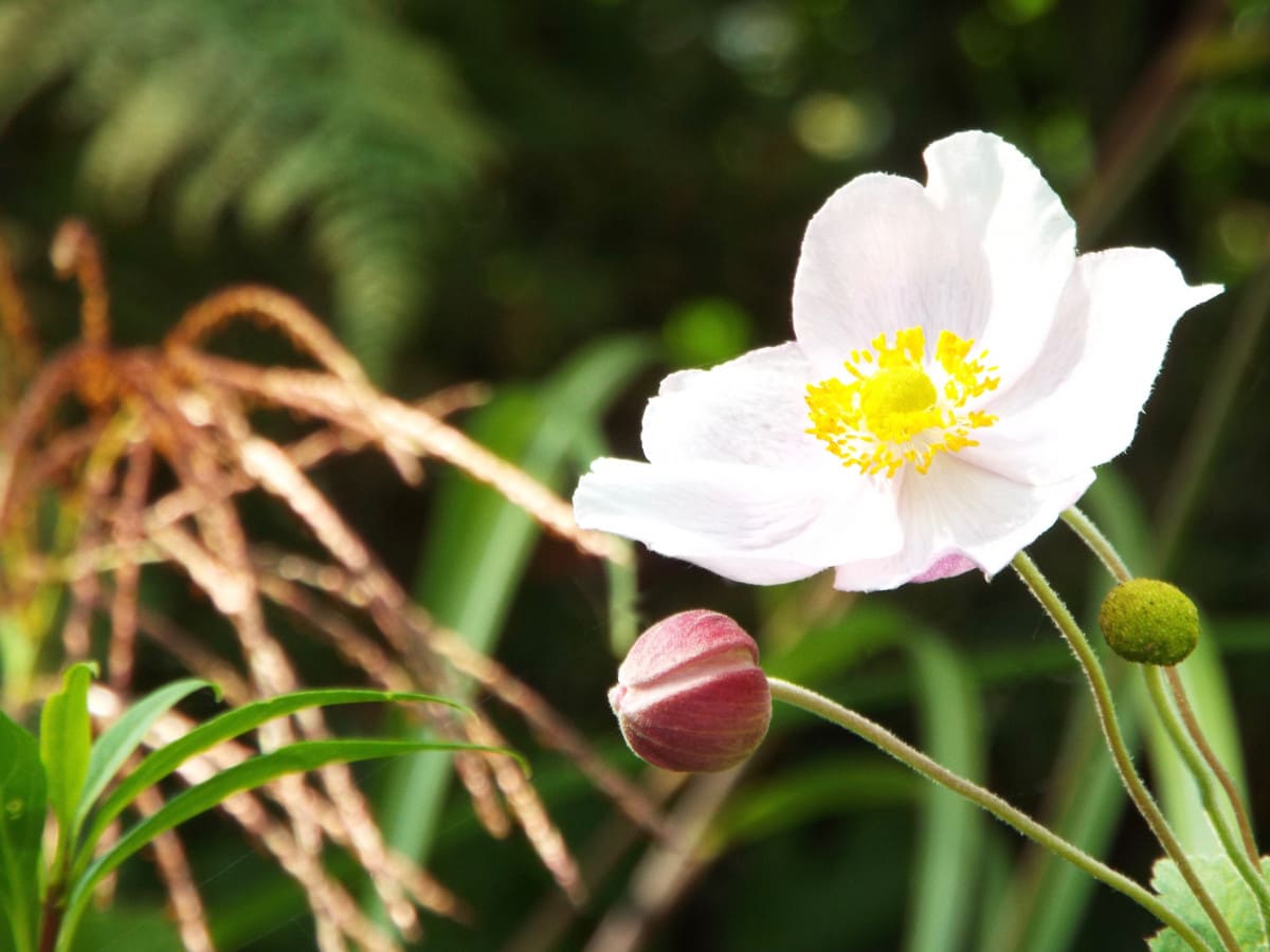 jardín en otoño