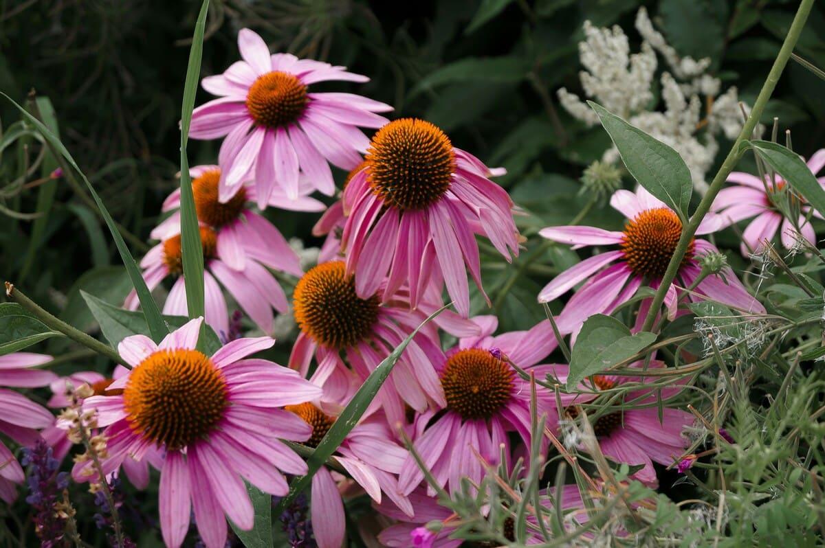 jardín en otoño