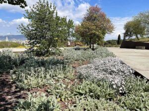 plantas-nativas-de-espana-en-jardines-urbanos-2