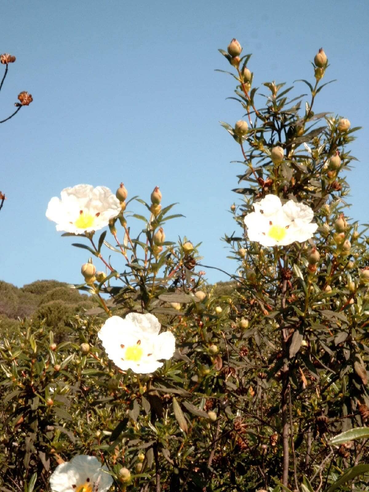 plantas nativas de España