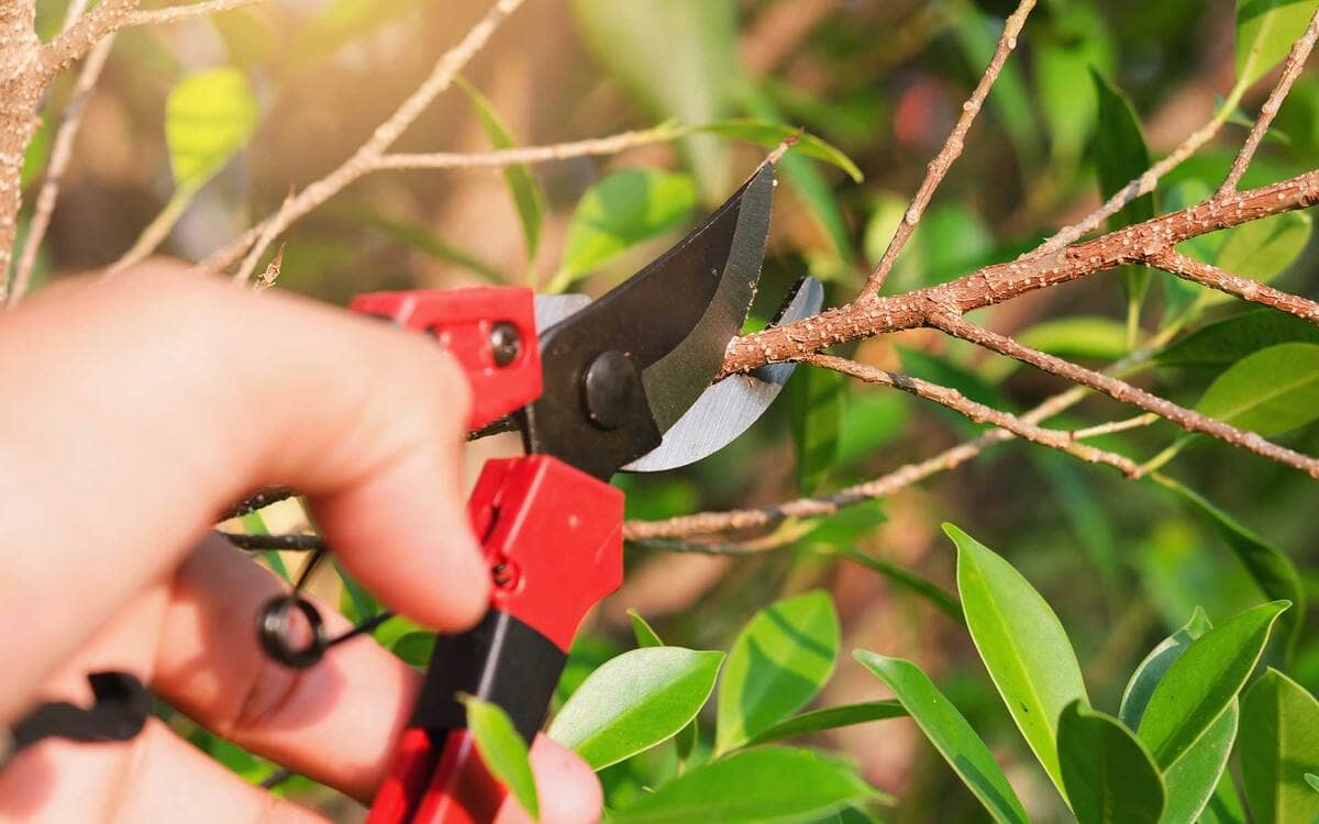 Herramientas infaltables para jardinería