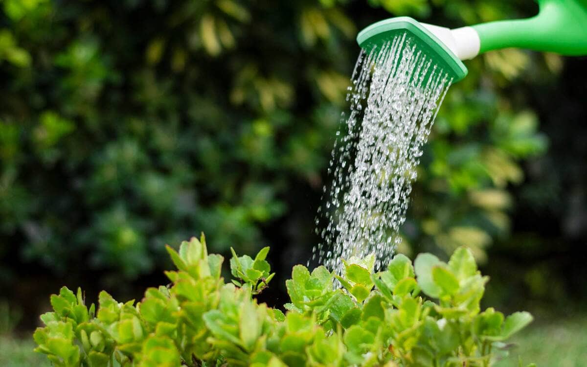 Herramientas infaltables para jardinería