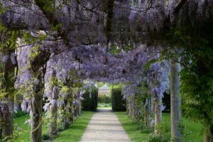 Plantas trepadoras para jardinería y paisajismo en España | Top 5 plantas-trepadoras-espana-paisajismo-digital