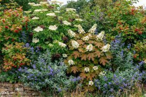 setos-biodiversos-jardineria-paisajismo-consejos-recomendaciones-espana