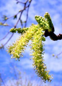 inflorescencias