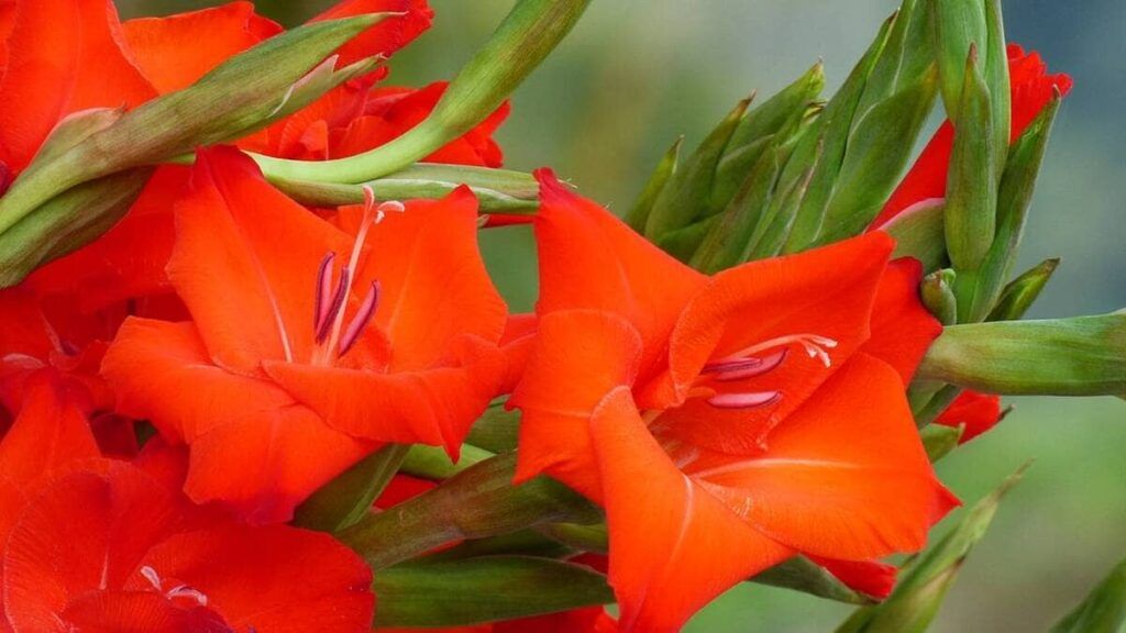 inflorescencias