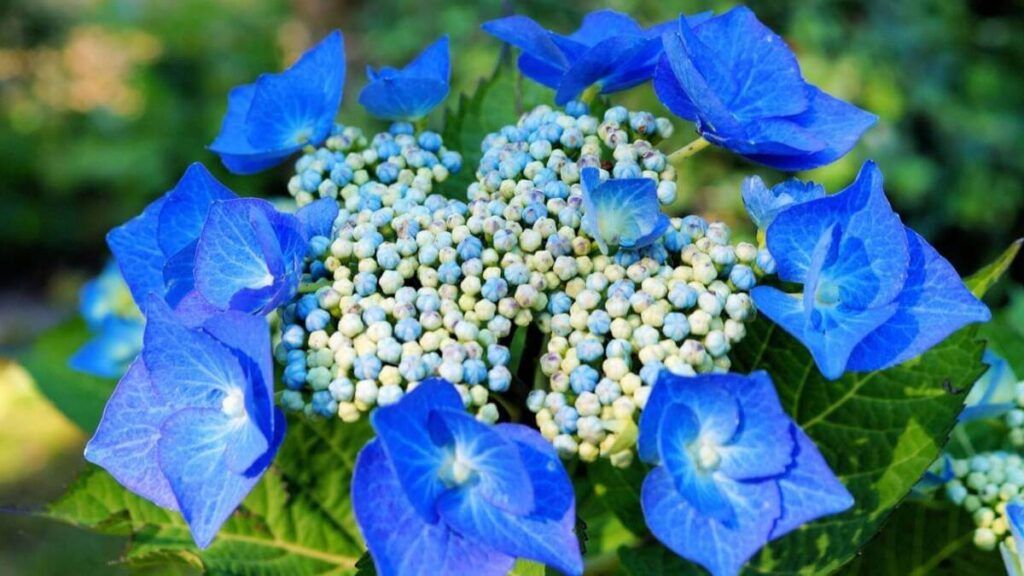 inflorescencias