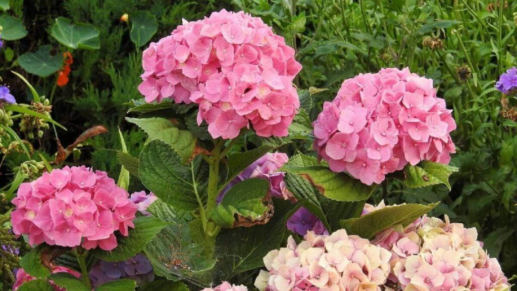 inflorescencia