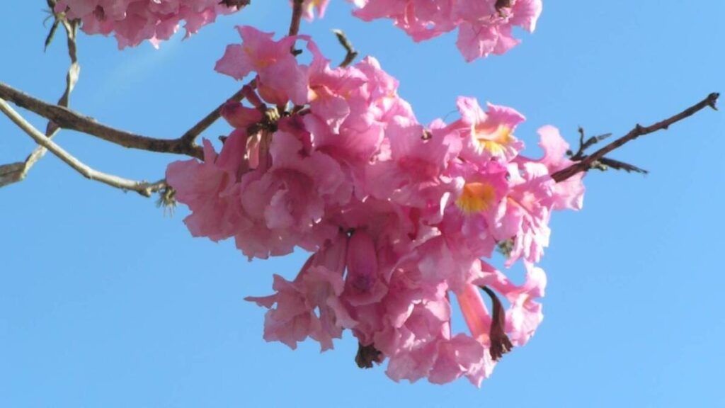 inflorescencias