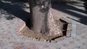 alcorque
