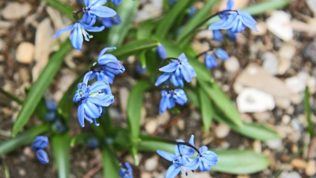naturalización de bulbos en jardines