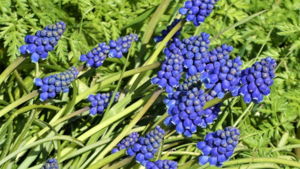 naturalización de bulbos en jardines
