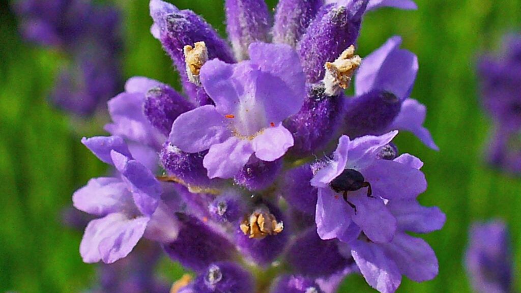 diseño de jardines pequeños