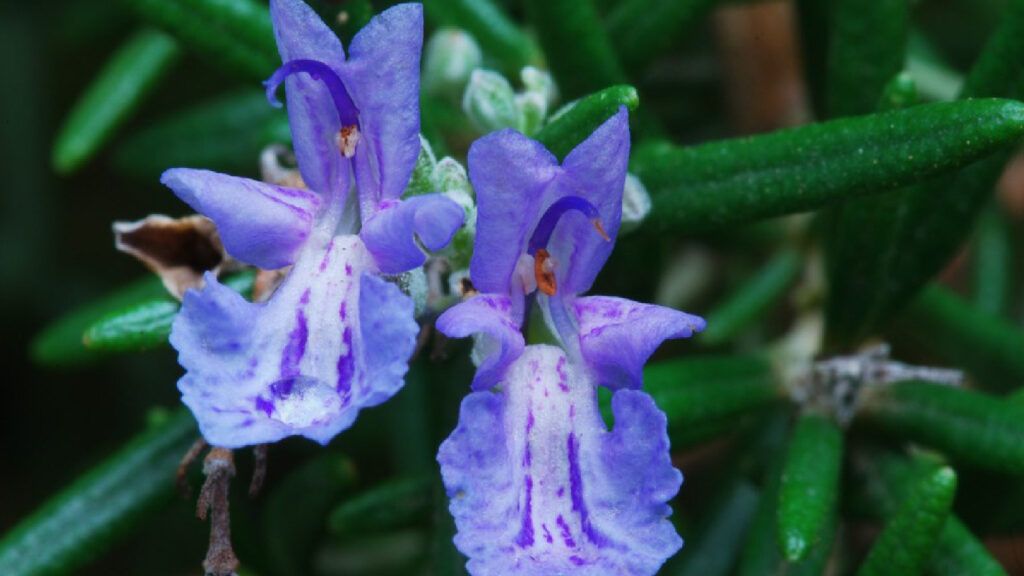 diseño de jardines pequeños