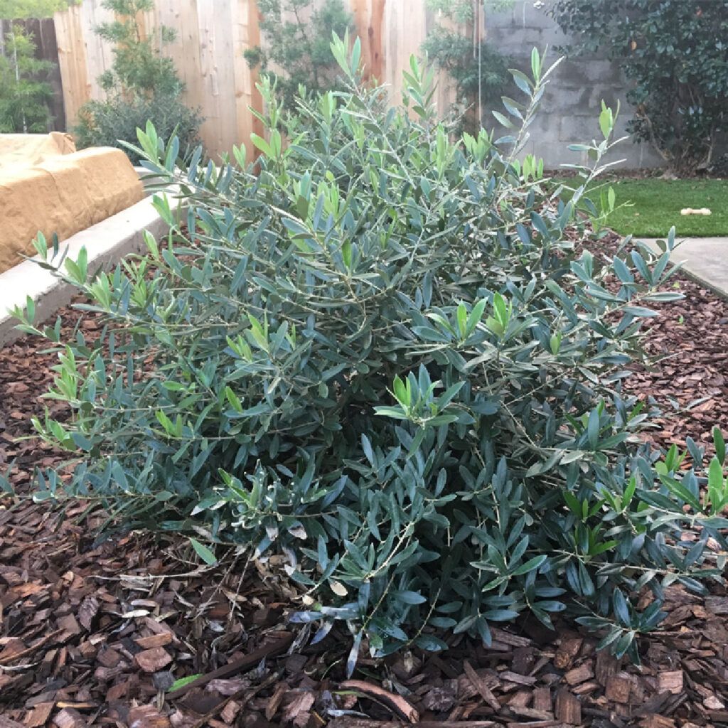 diseño de jardines pequeños