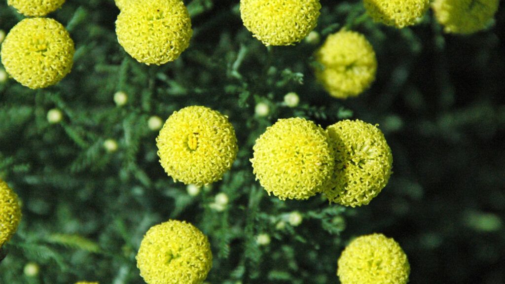 diseño de jardines pequeños
