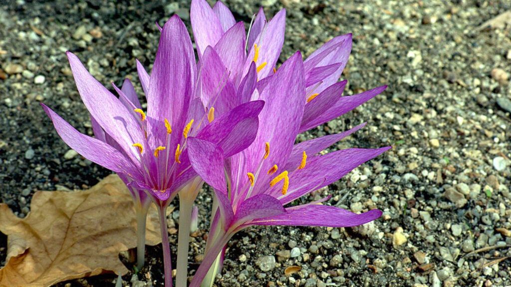 plantas tuberosas en jardines mediterráneos