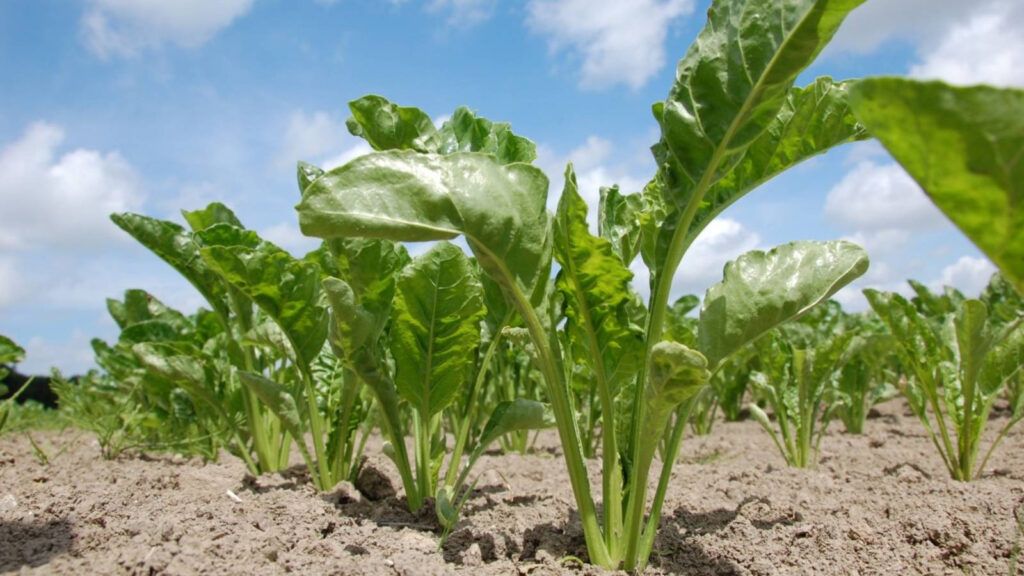 plantas tuberosas en jardines mediterráneos