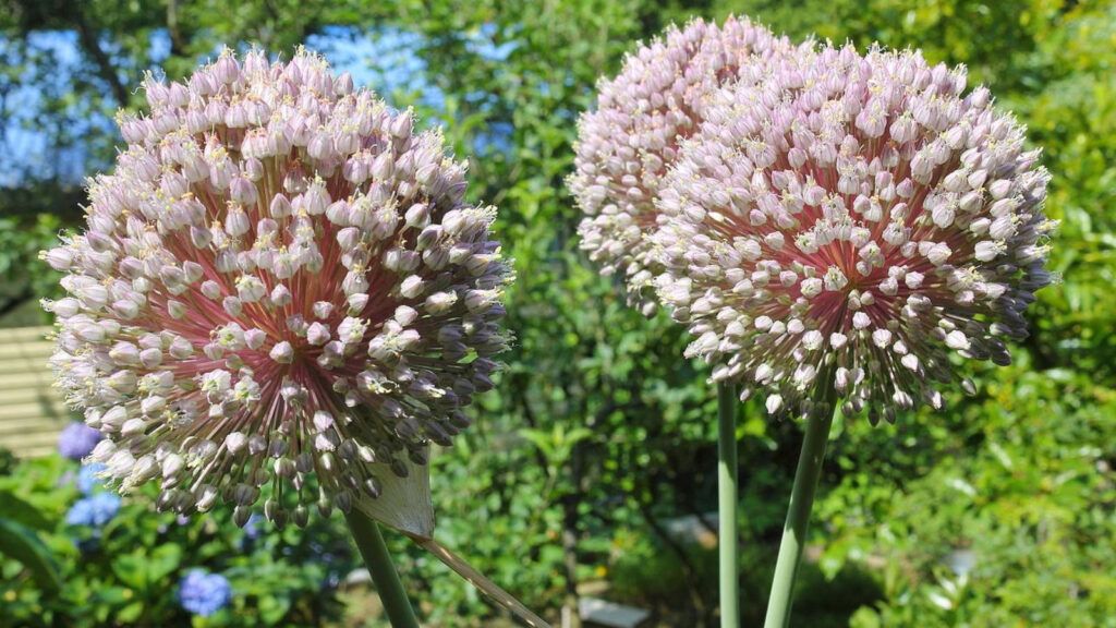 plantas tuberosas en jardines mediterráneos