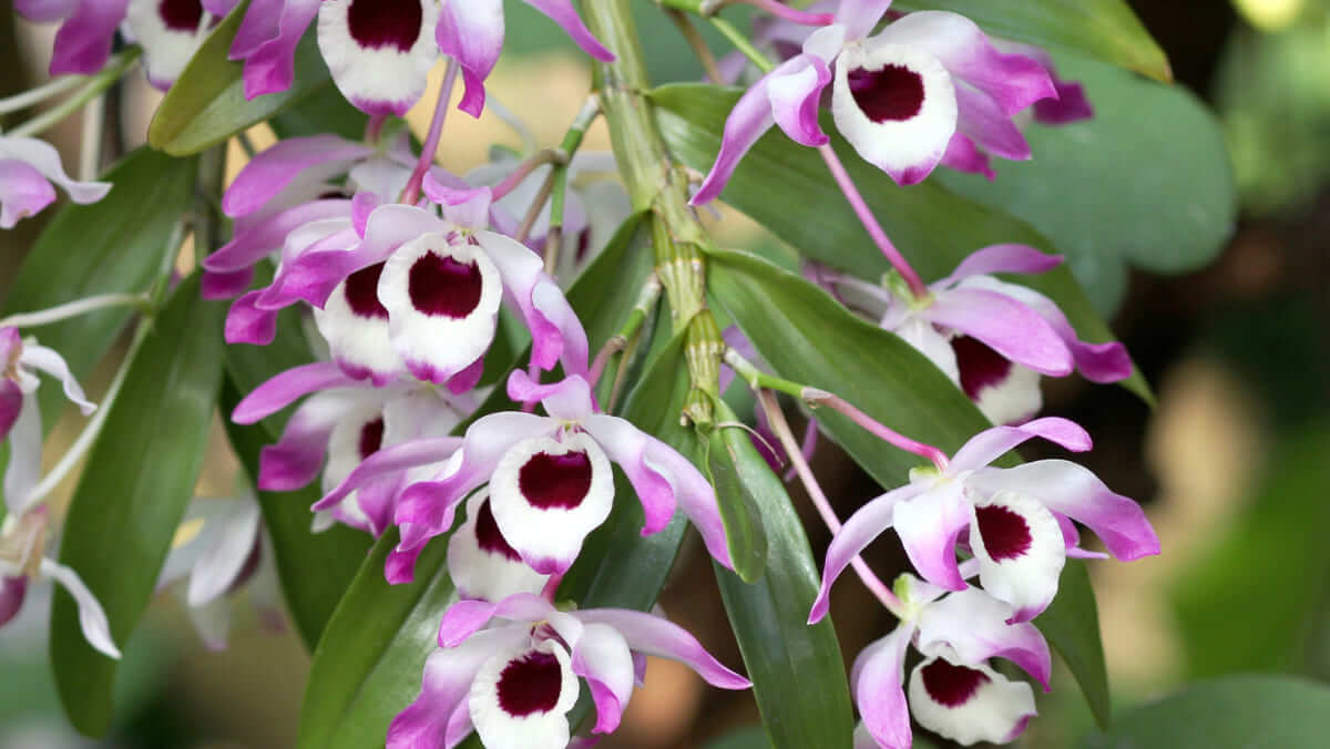 Dendrobium