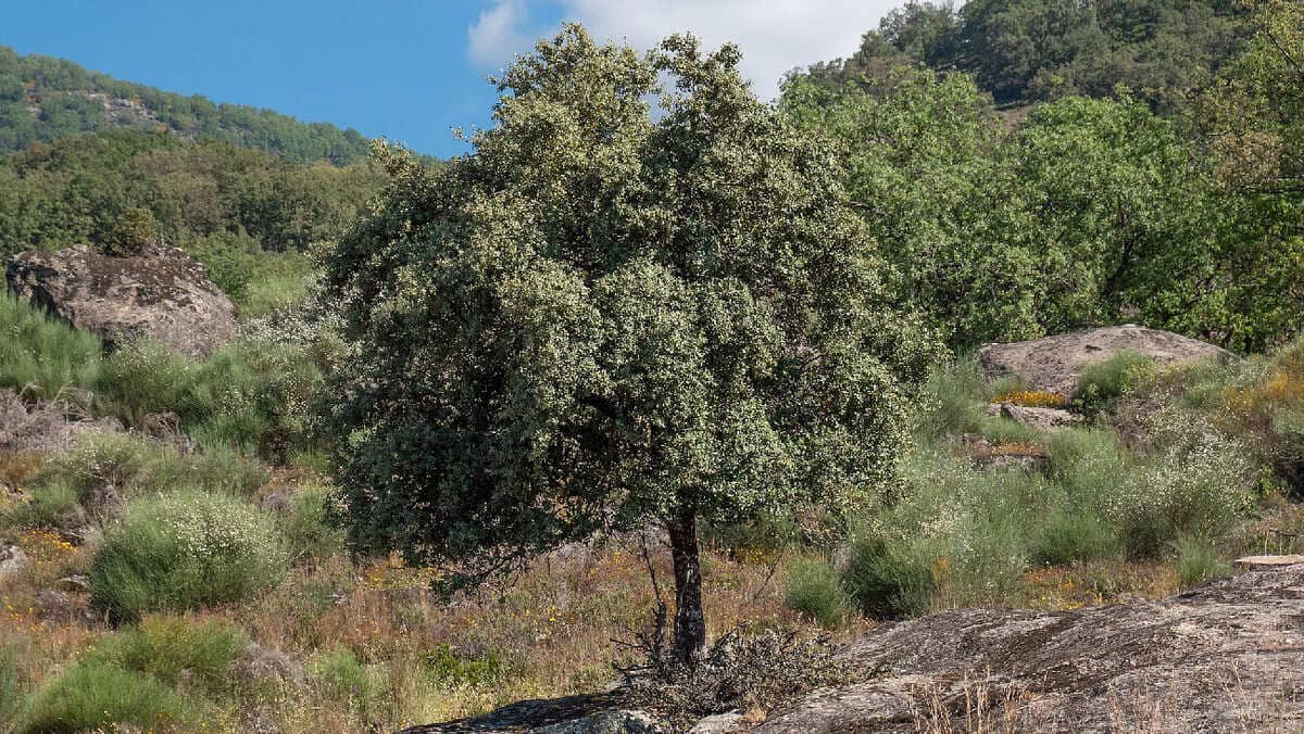 Encina Quercus ilex