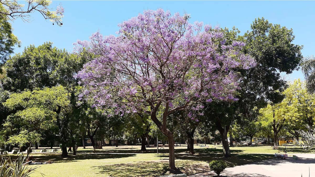 Jacaranda mimosifolia en arbolado urbano