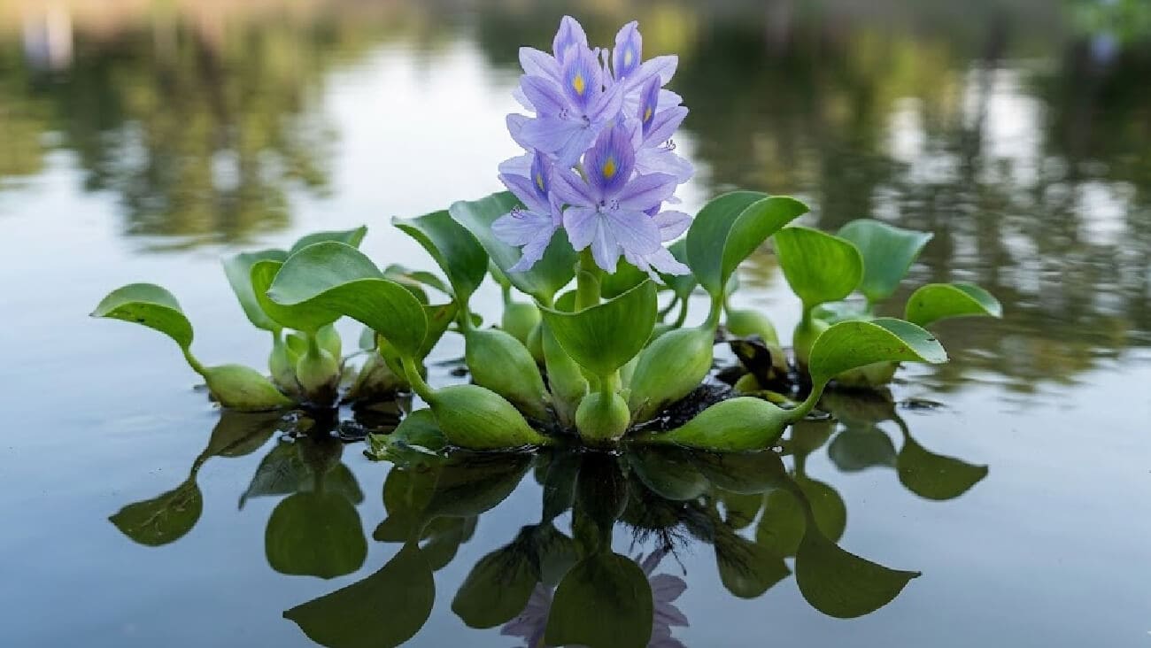 Lirio acuático utilizado en piscinas naturales como especie funcional para sombreo superficial, control de algas y equilibrio ecológico del sistema acuático