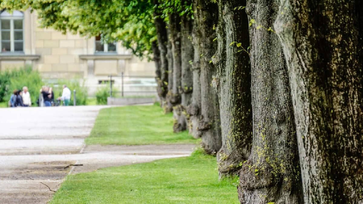 Mantenimiento del arbolado urbano