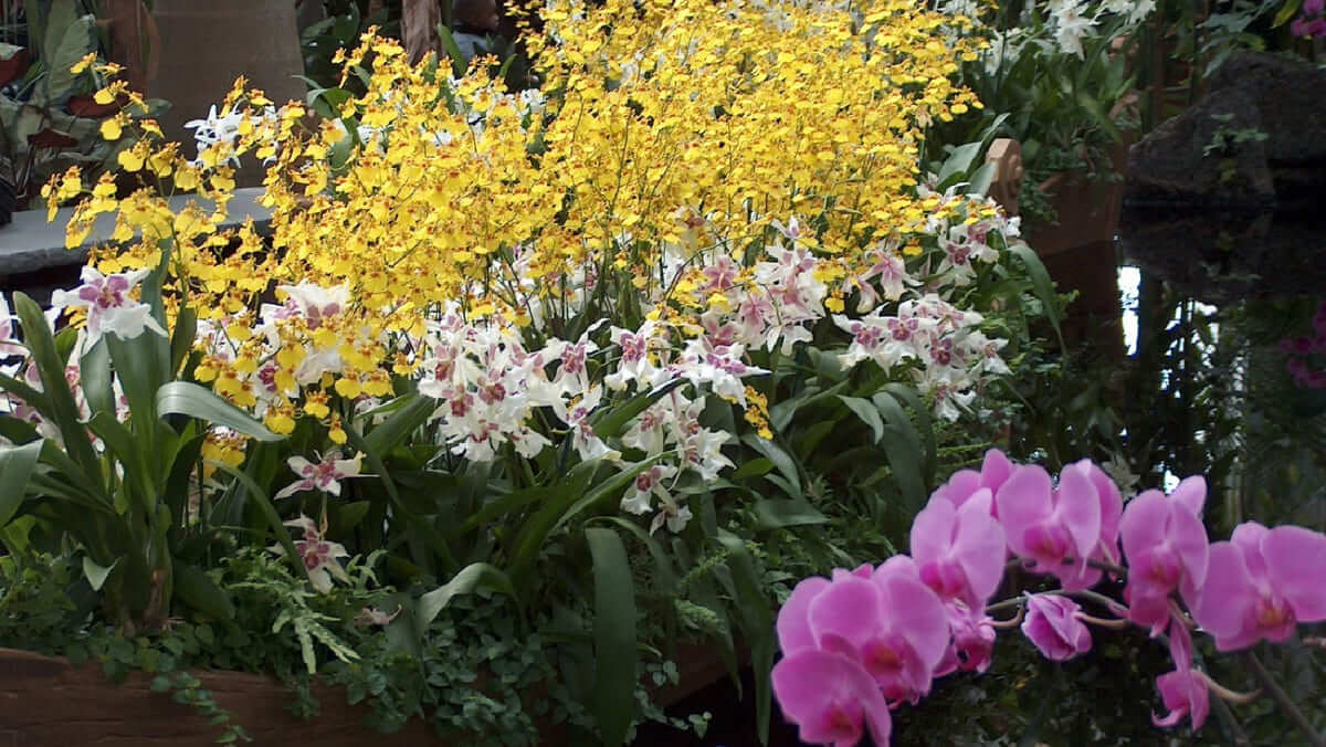 Orquídeas en diseño de microclimas