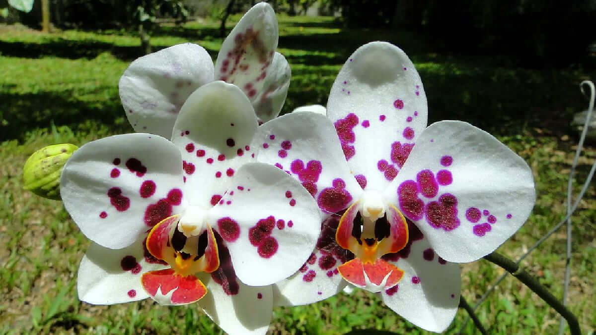 Phalaenopsis