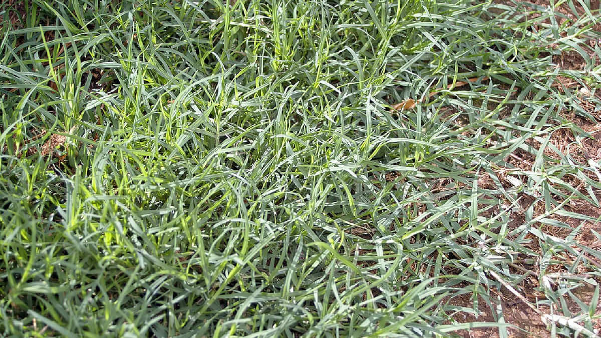 Cynodon dactylon
