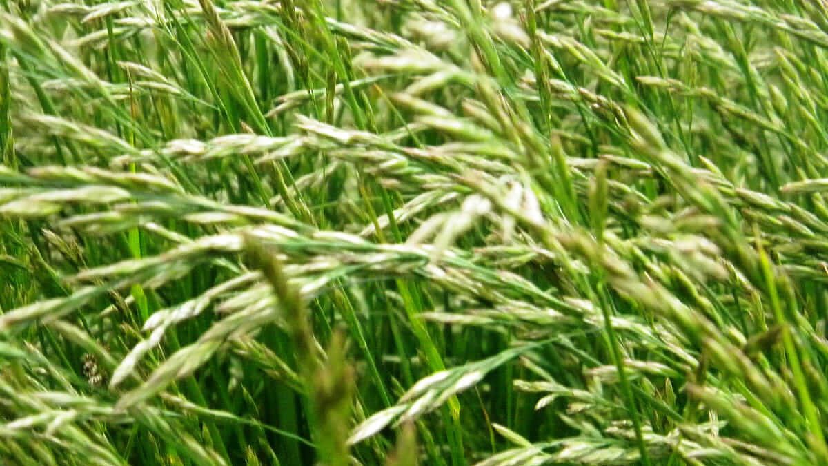 Festuca arundinacea