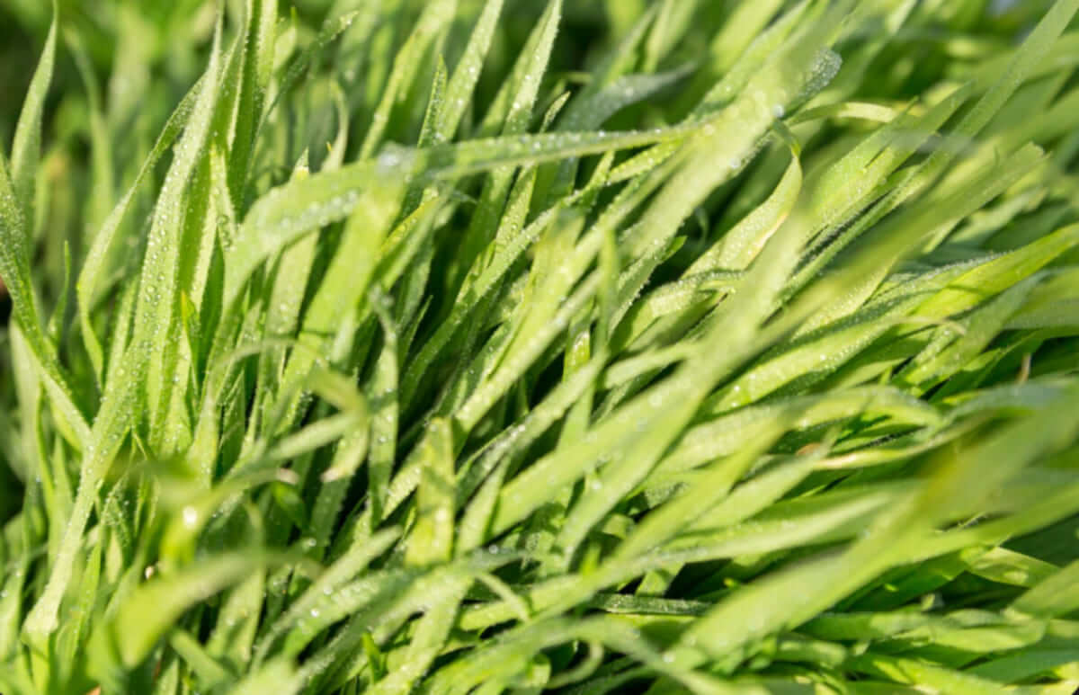 Lolium perenne